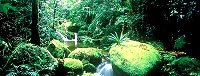 Daintree Rain Forest Accommodation